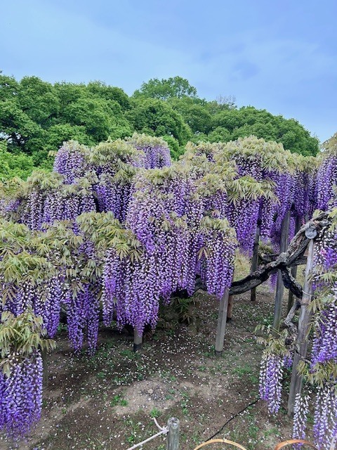 ひなみ