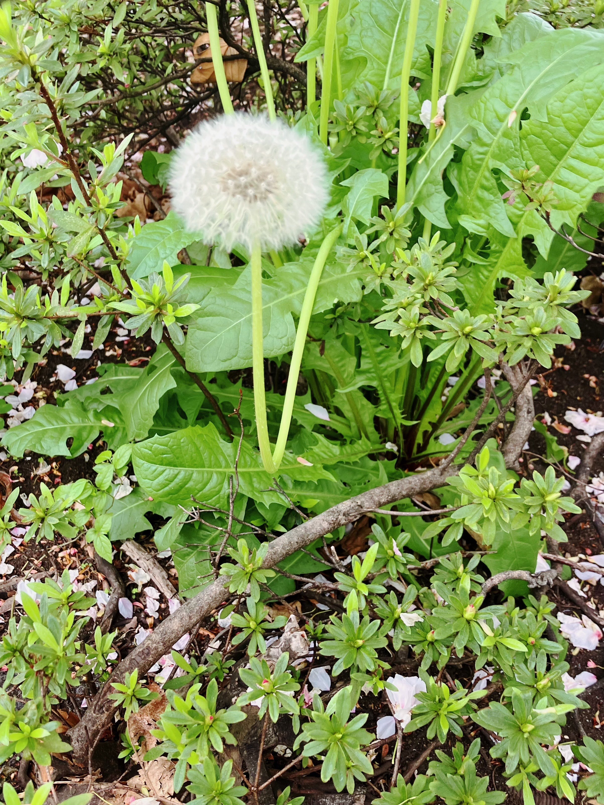 なおこ