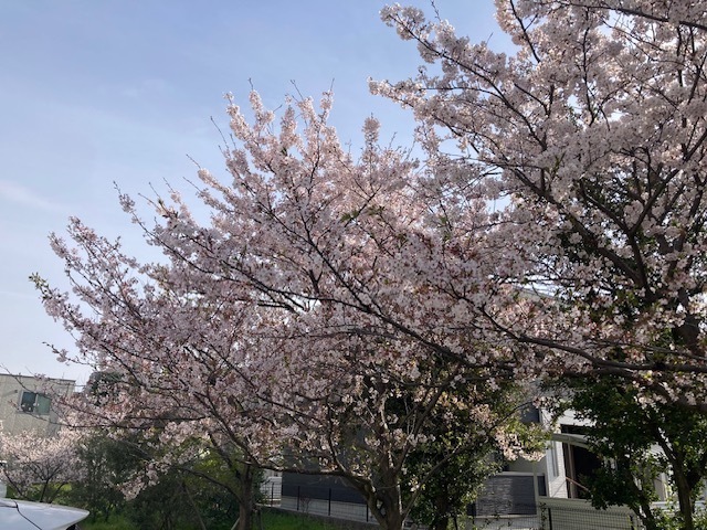 せな