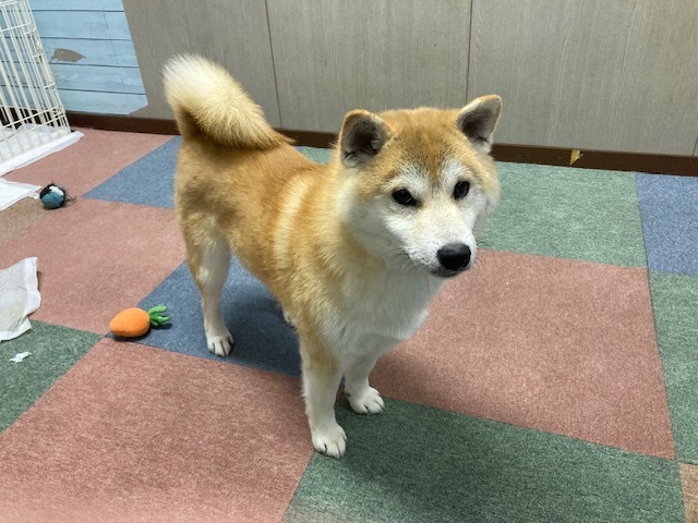 せな