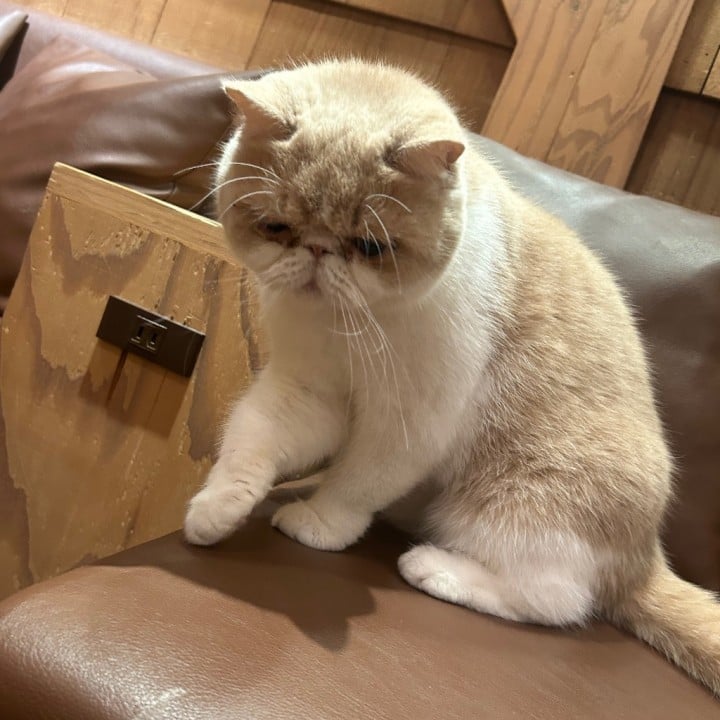 のこ