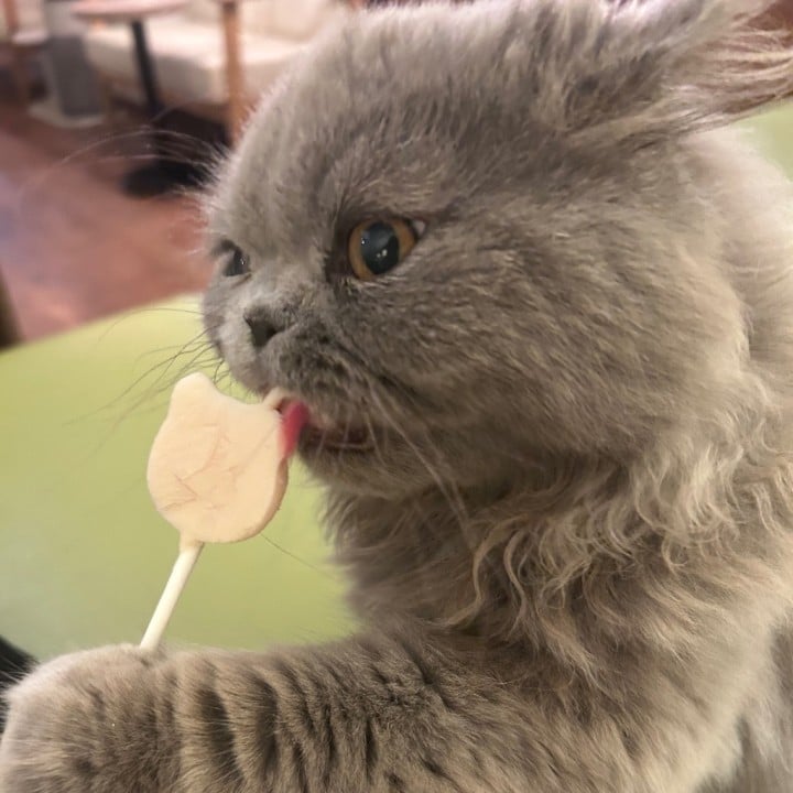 のこ