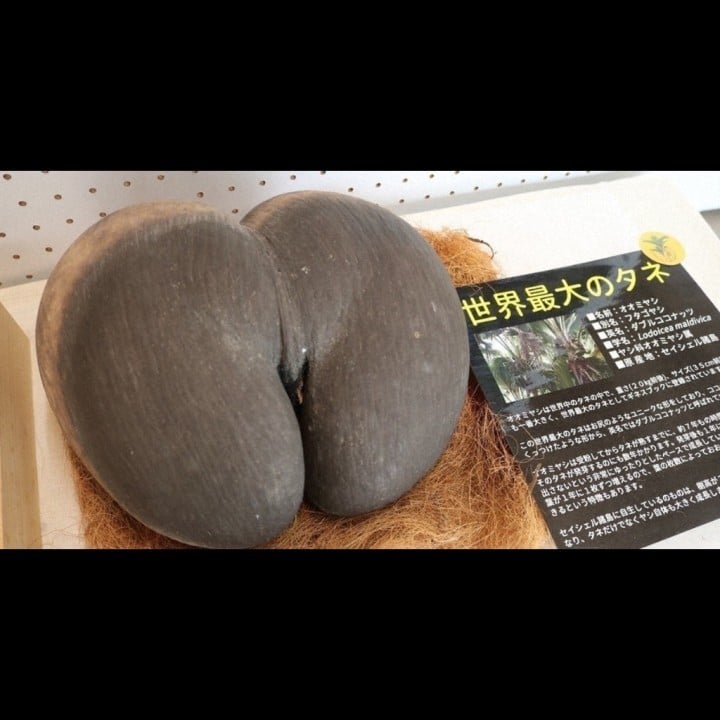 しらこ