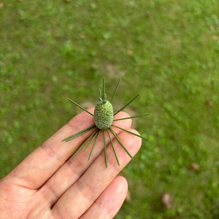 しらこ